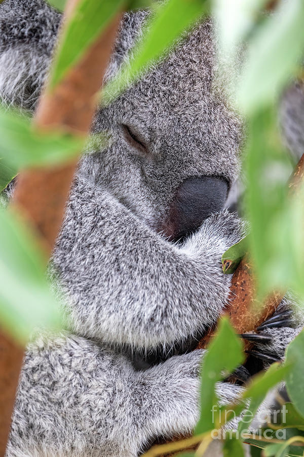 A sleeping koala, Phascolarctos cinereus, in a eucalyptus tree, Healseville, Australia. This cute marsupial sleeps for 20 hours a day and is endangered in the wild. Photograph by Jane Rix