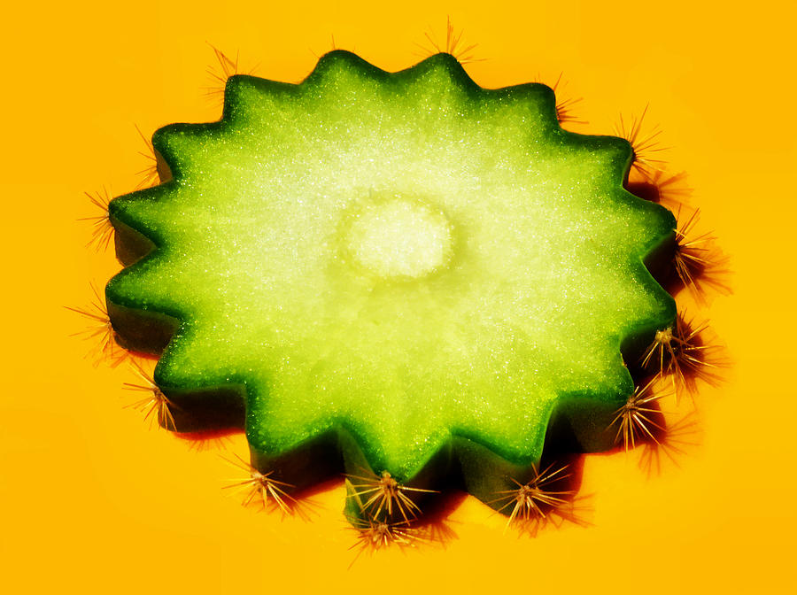 A Slice of Cactus Digital Art by Steve Taylor