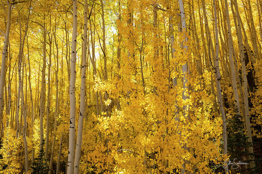 A Slice of Golden Fall Aspen Photograph by Alice Schlesier