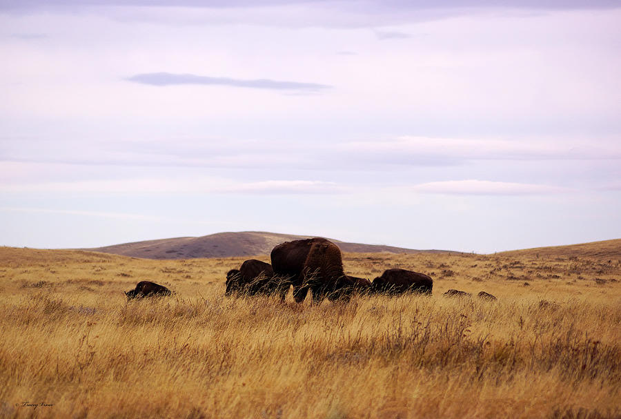 A Small Bison Herd in Dry Grass Photograph by Tracey Vivar
