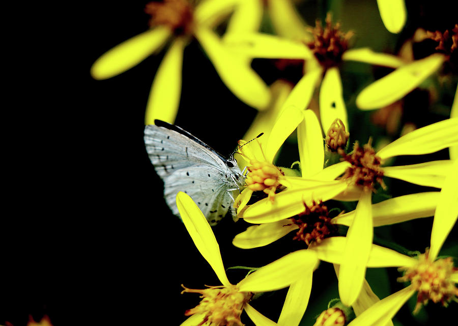 Butterfly Holly Blue On Yellow Flower Photograph