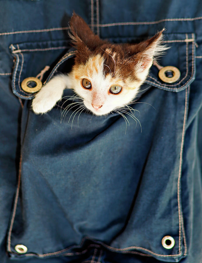 A small kitty inside a pocket Photograph by Constantinos Iliopoulos