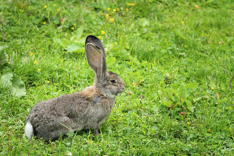 A Small Rabbit With Big Ears In A Meadow Photograph