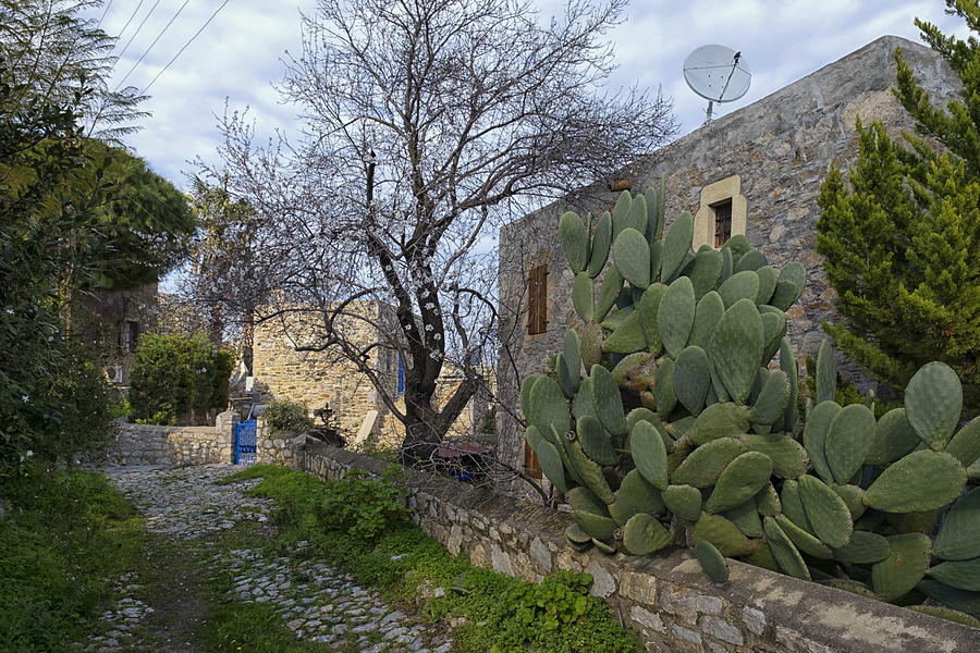 A small street with cactus plant and stone house,old Datca. Photograph by Emreturanphoto