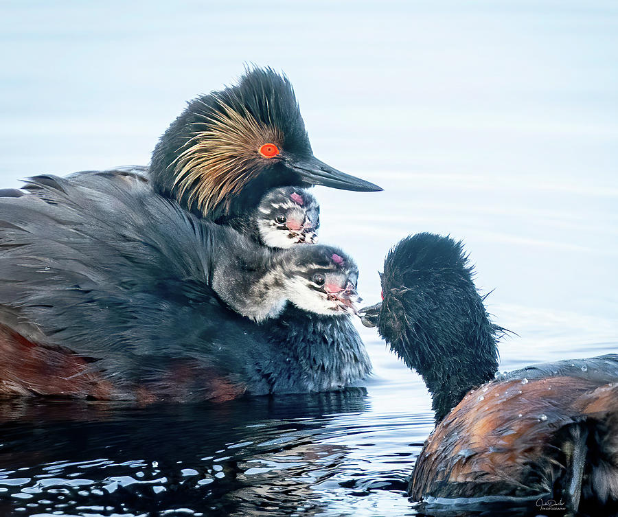 A Snack for Eared Grebe Babies Photograph by Judi Dressler