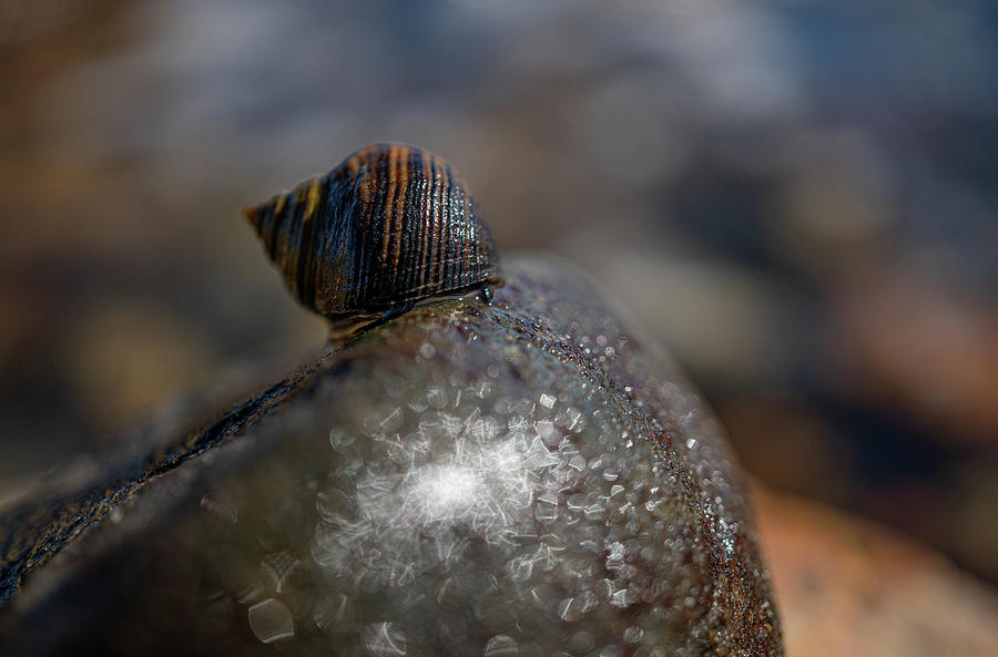 A Snails Life Photograph by Linda Howes