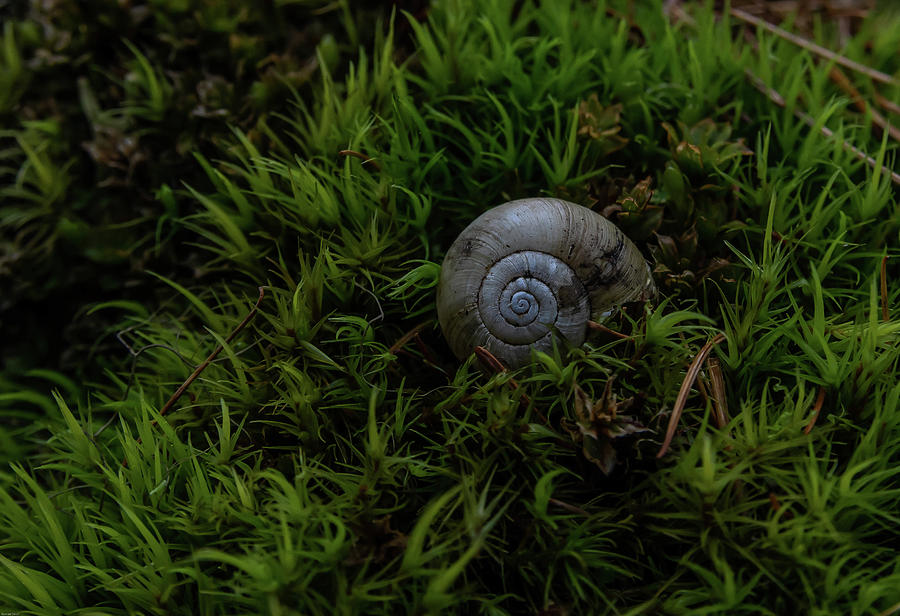 A snail's life Photograph by Trail's End Photography - Fine Art America