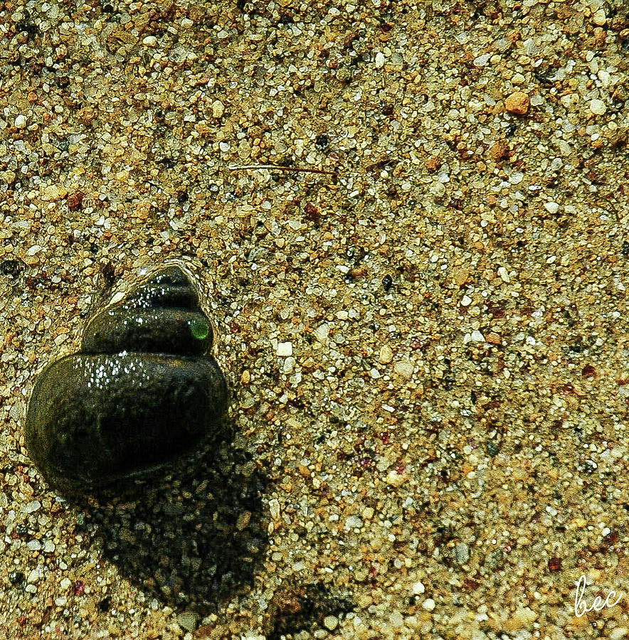 A snails pace Photograph by Bruce Carpenter