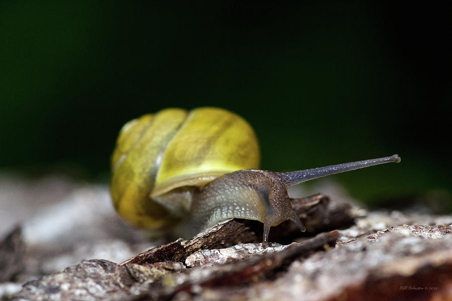 A Snails Pace Photograph by WB Johnston