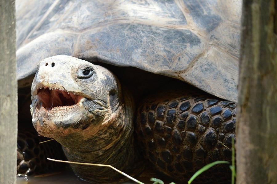 A snappy tortoise Photograph by Alexis Klinegardner - Fine Art America