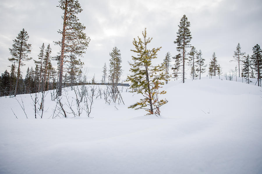 A Snow-Covered Forest in Rural Norway, Wintertime Photograph by Morten Falch Sortland
