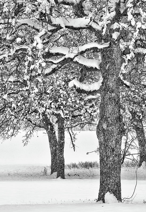 A Snow Day in Texas Black and White Photograph by JC Findley
