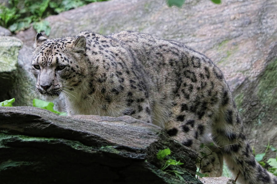 Snow Leopard Photograph By Barbara Elizabeth Fine Art America