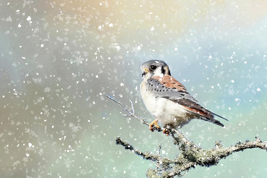 A Snowy American Kestrel Photograph by HH Photography of Florida