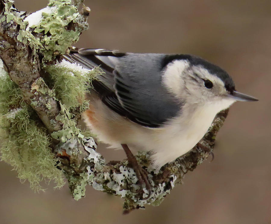 A Snowy Day For The Nuthatch Photograph by Rebecca Grzenda