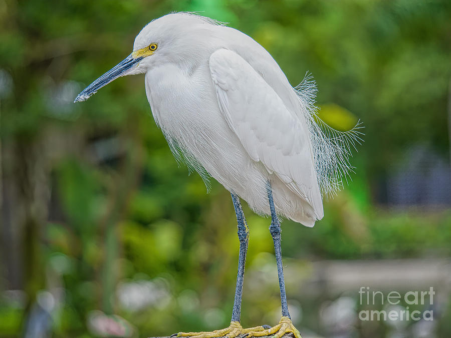 A Snowy Egret at Anhinga Trail Photograph by Judy Kay