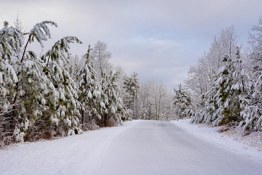 A Snowy Pine Procession Photograph by Joni Eskridge