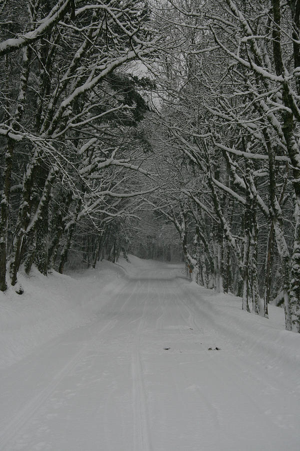 A Snowy Road Less Travelled Photograph by Leslie Struxness