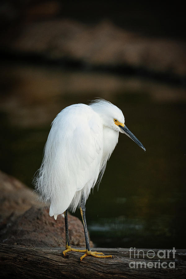 A Snowy White Egret standing  on a log Photograph by Abigail Diane Photography