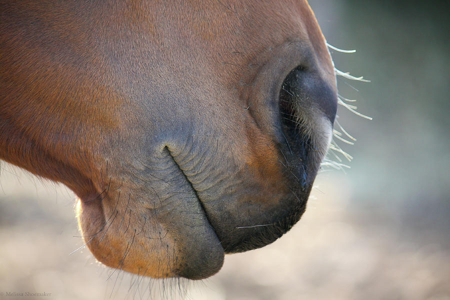 A Soft Nose Photograph by Melissa Shoemaker - Fine Art America