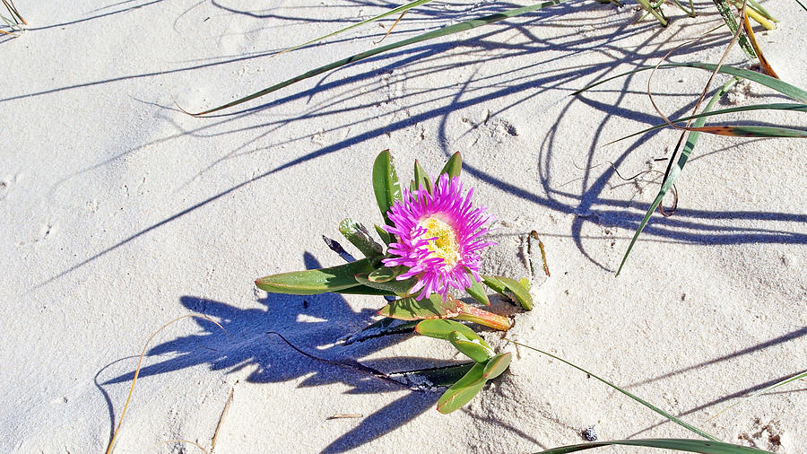 A solitary beautiful pink and yellow Pigface flower on a pristin Photograph by Geoff Childs