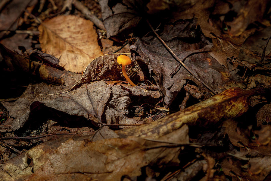 A Solitary Mushroom Photograph by W Chris Fooshee