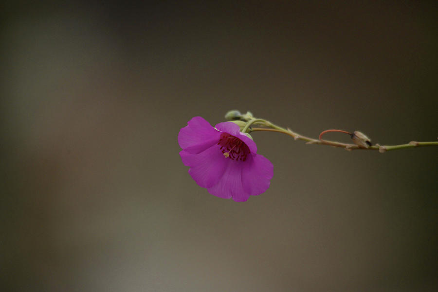 A Solitary Purple Blossom Photograph