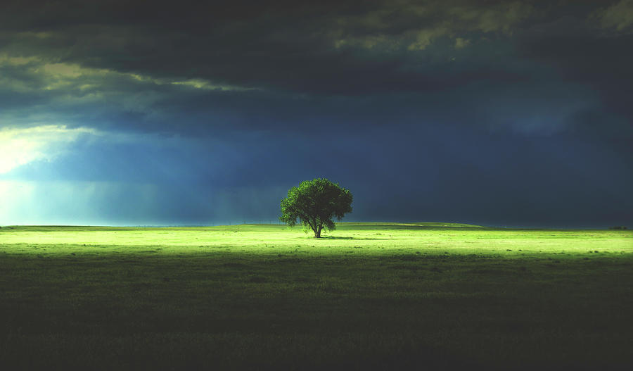 A Solitary Tree In A Momentary Dream Photograph by Brian Gustafson