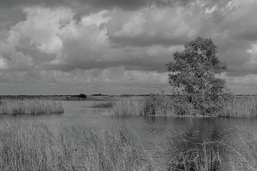 A Solitary Tree in the Everglades Photograph by Alan Goldberg
