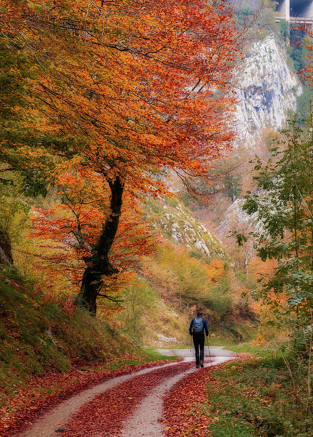 Fall Photograph - A Solitude Man Walking To The Autumn by ACAs Photography