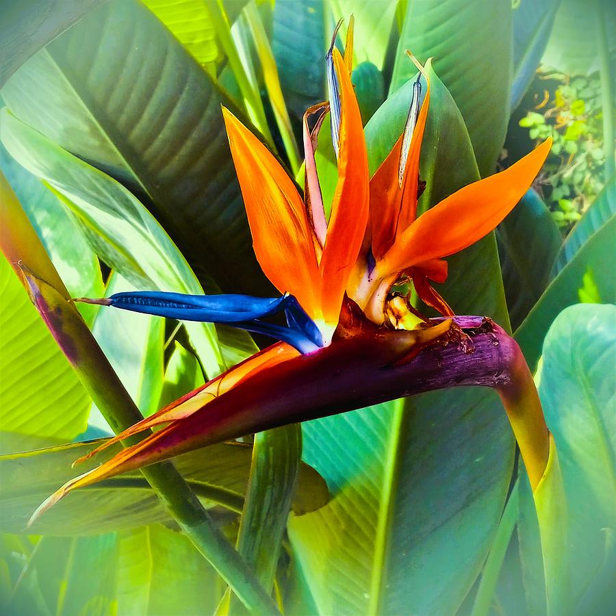 A Song from the Tropics Bird of Paradise Photograph by Angela Davies
