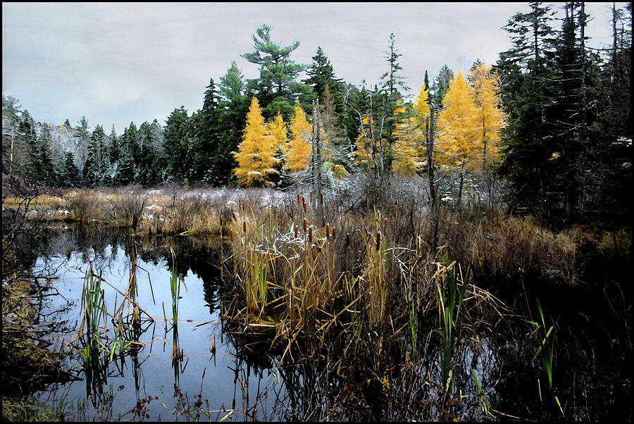 A Song Softly Sung Cattails and Larch Photograph by Wayne King