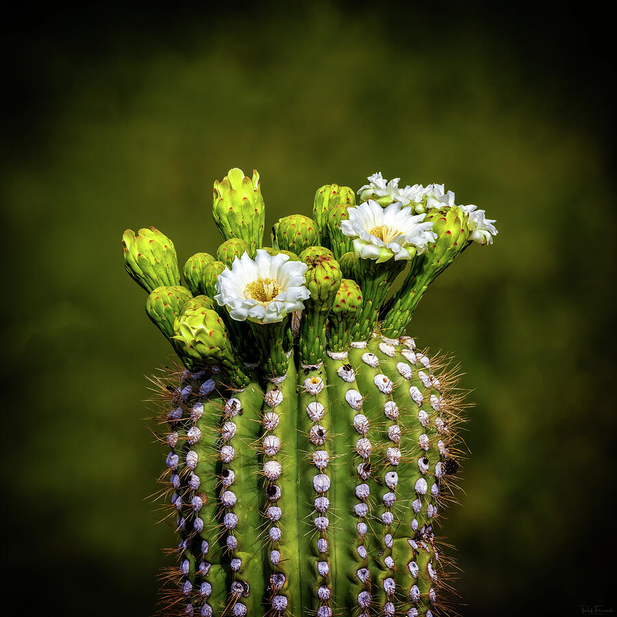 A Sonoran Bouquet Photograph by Rick Furmanek