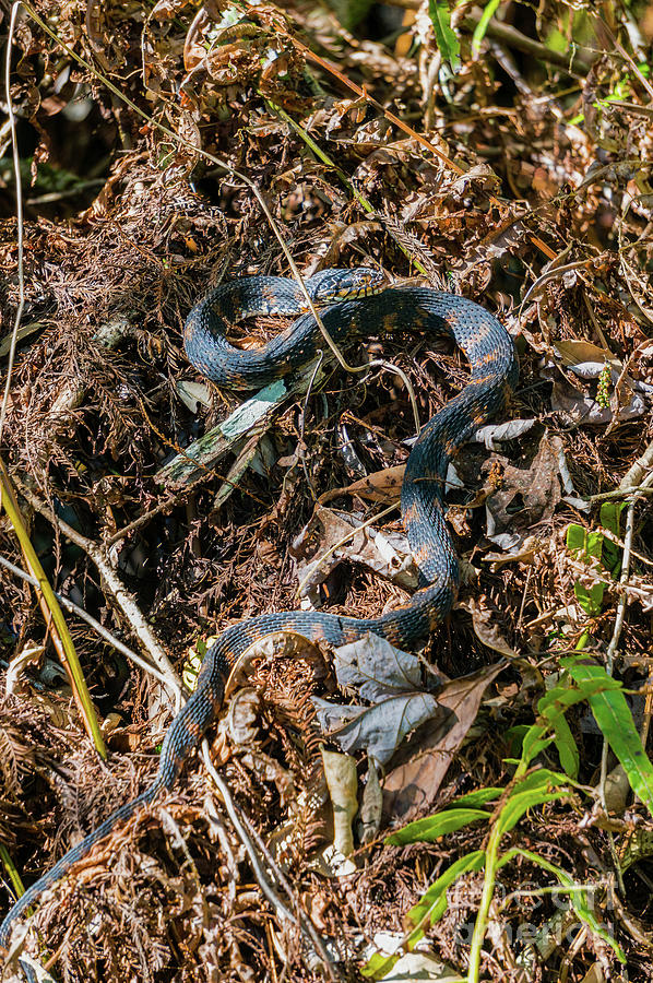A Southern or Banded Water Snake at Audubon Corkscrew Swamp Sanc Photograph by William Kuta