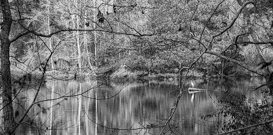 A Southern Pond at Lake Mattamuskeet Photograph by Bob Decker