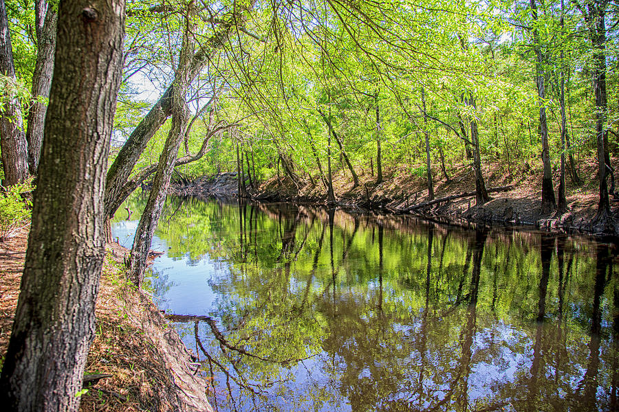 A Southern River Scene in Southeastern North Carolina Photograph by Bob Decker