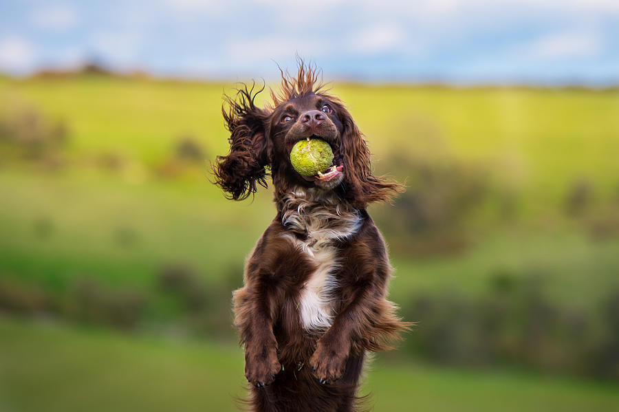 A spaniel running with a ball Photograph by Brighton Dog Photography