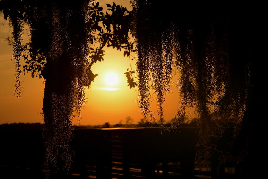 A Spanish Moss Sunset Photograph by Dennis Schmidt