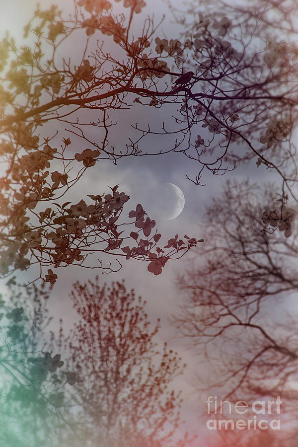 A Sparrow And The Moon Photograph by Janice Pariza