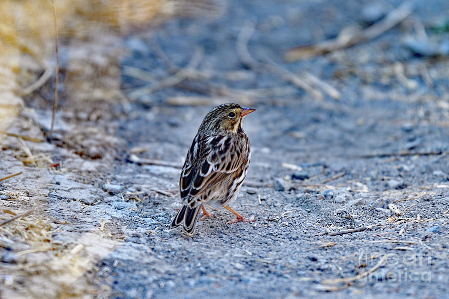 A Sparrow Photograph
