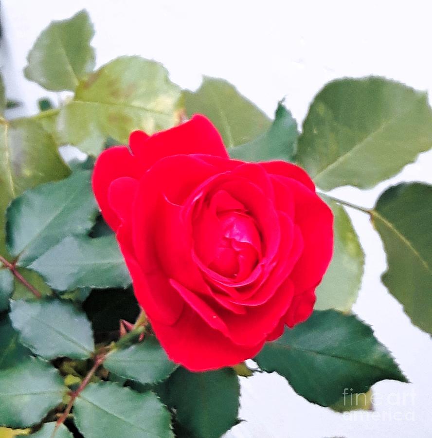 A special red rose 2 Photograph by Nadia Spagnolo