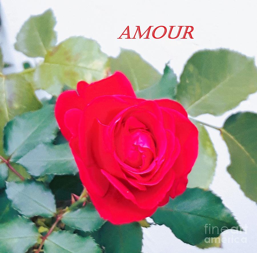 A special red rose- Amour Photograph by Nadia Spagnolo