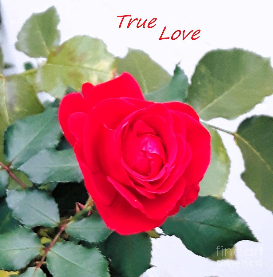 A special red rose -True Love Photograph by Nadia Spagnolo