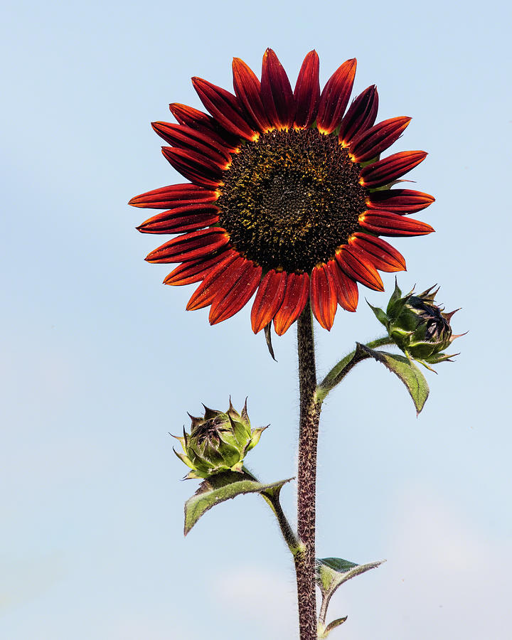 A Special Sunflower Photograph by Dawn Currie
