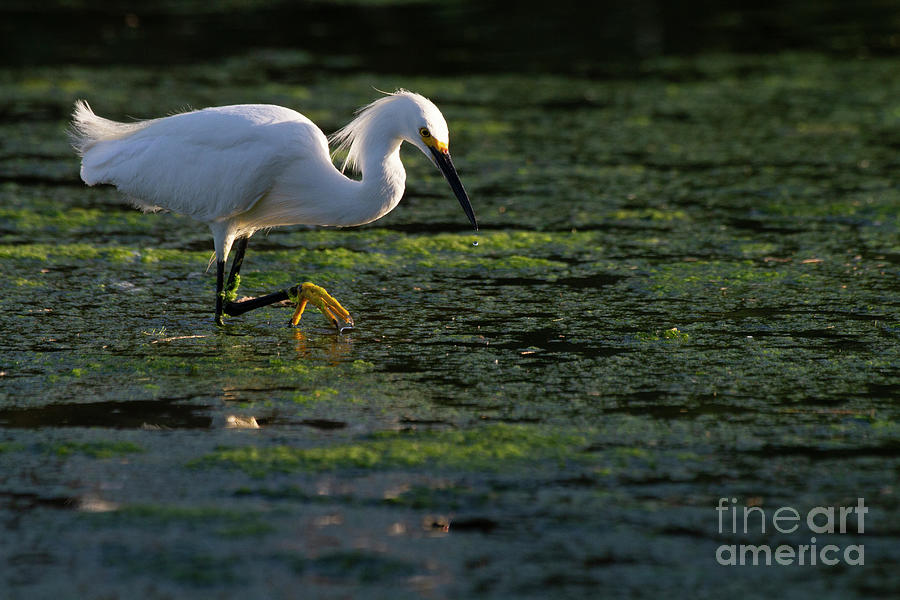 A Speck Of Backlight On An Egret Photograph