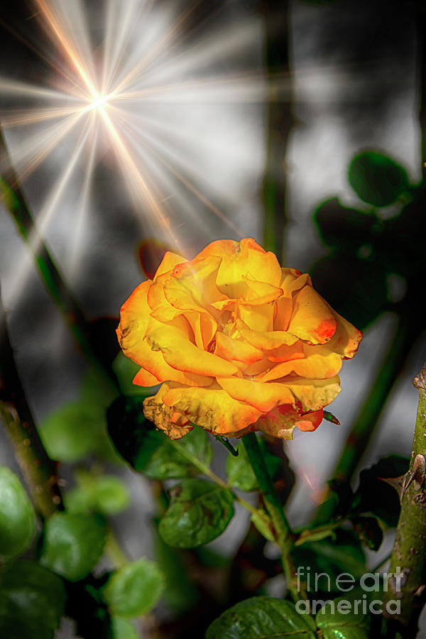 A Spectacular Tea Rose Photograph by Al Bourassa