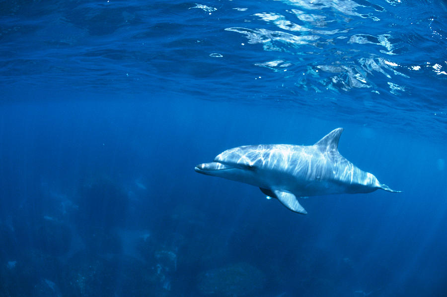 A spectacular view of dolphin swimming underwater Photograph by Mixa