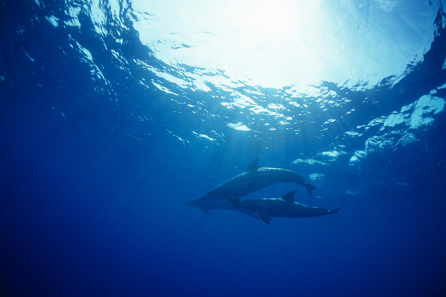 A spectacular view of dolphins swimming underwater Photograph by Mixa