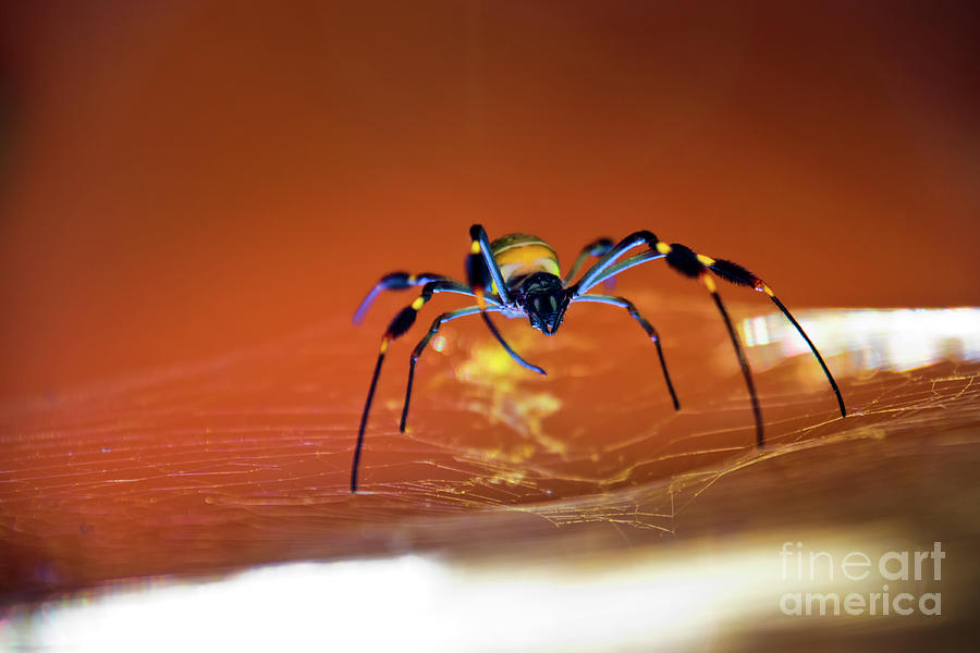 A Spider Can Build In Any Direction Photograph by Al Bourassa