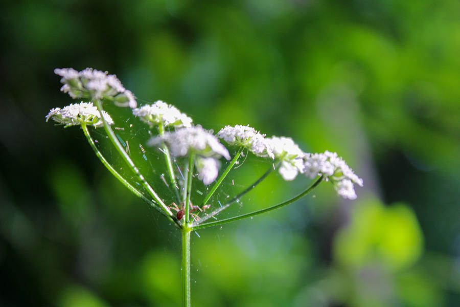 A Spider in the Hedge Parsley  Photograph by W Craig Photography